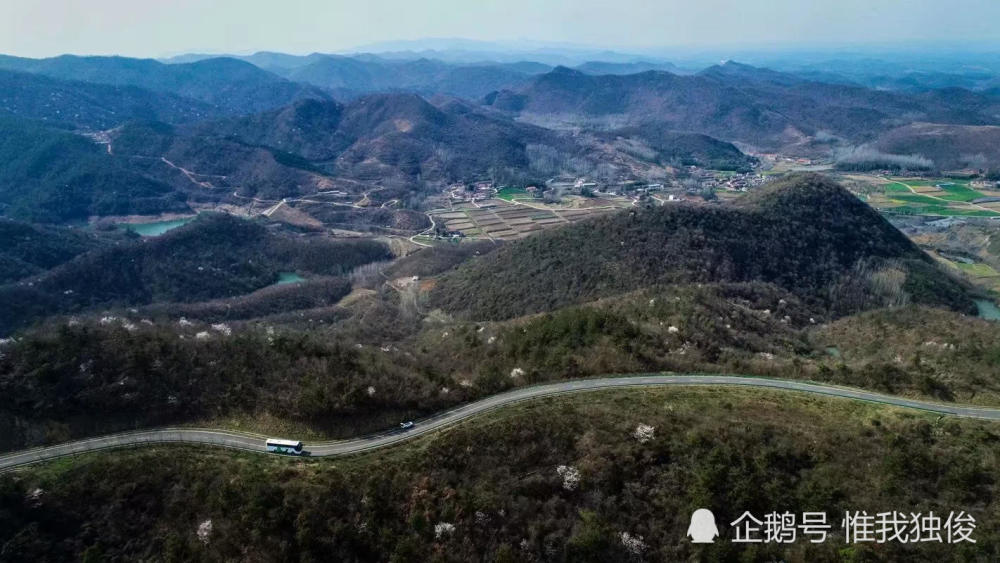 樱花,大洪山,随州,樱花谷,高山,灵官