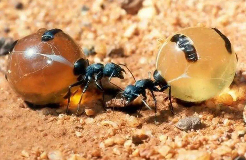 会生产蜜露的蚂蚁,腹部随时感觉要爆炸,却有人敢直接食用!