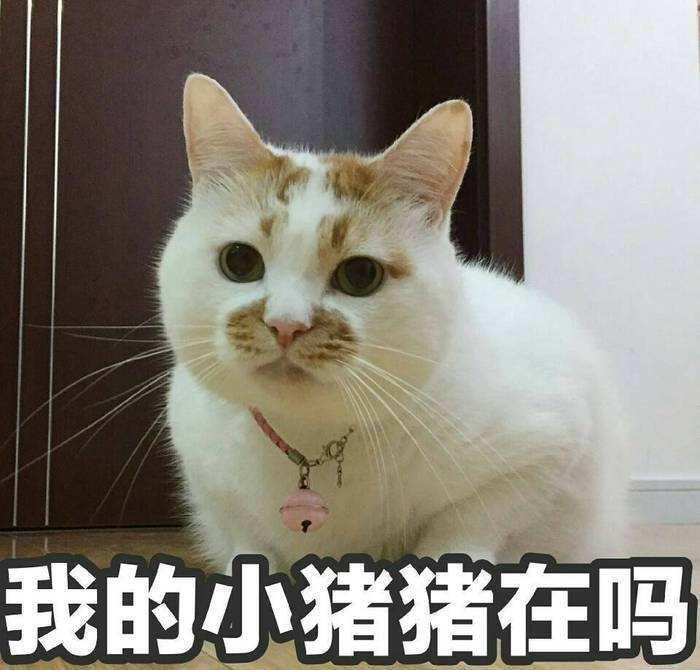 猫咪,喵星人,男孩子,快点