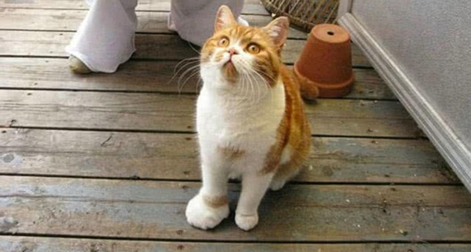 猫咪:我以后再也不惹蜜蜂了,那动物太坏了,专蛰人家脸