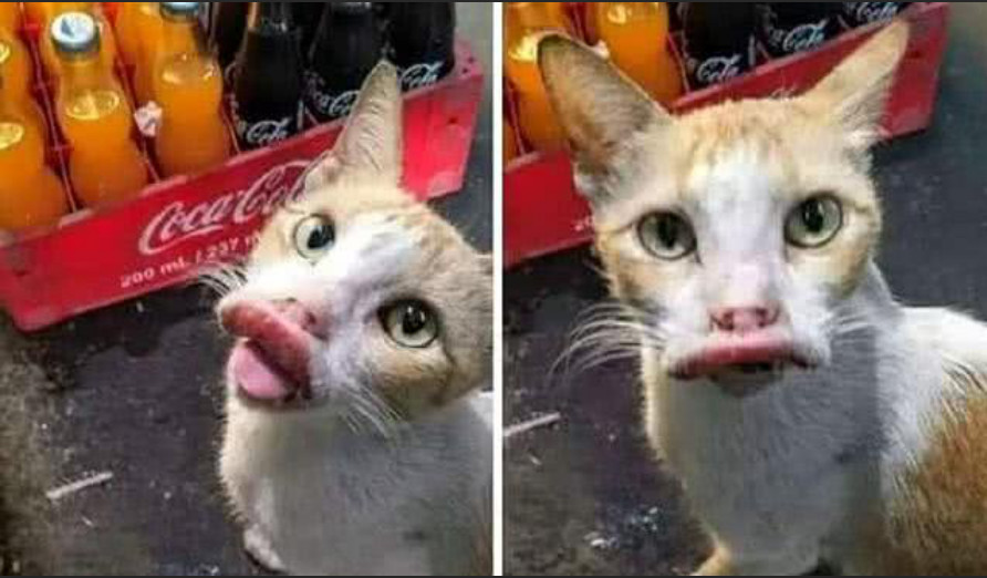 猫咪:我以后再也不惹蜜蜂了,那动物太坏了,专蛰人家脸