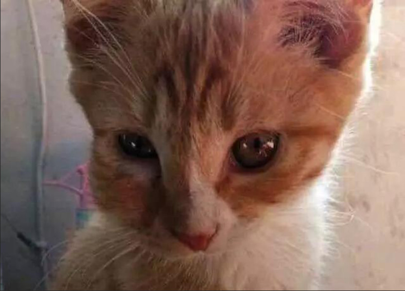 猫咪:我以后再也不惹蜜蜂了,那动物太坏了,专蛰人家脸