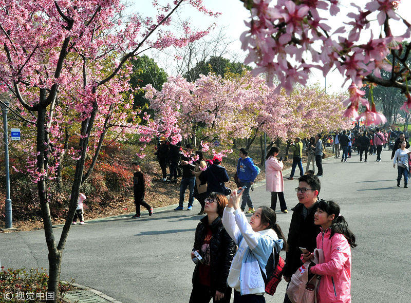 上海樱花节人气爆棚,市民踏青赏花享春意