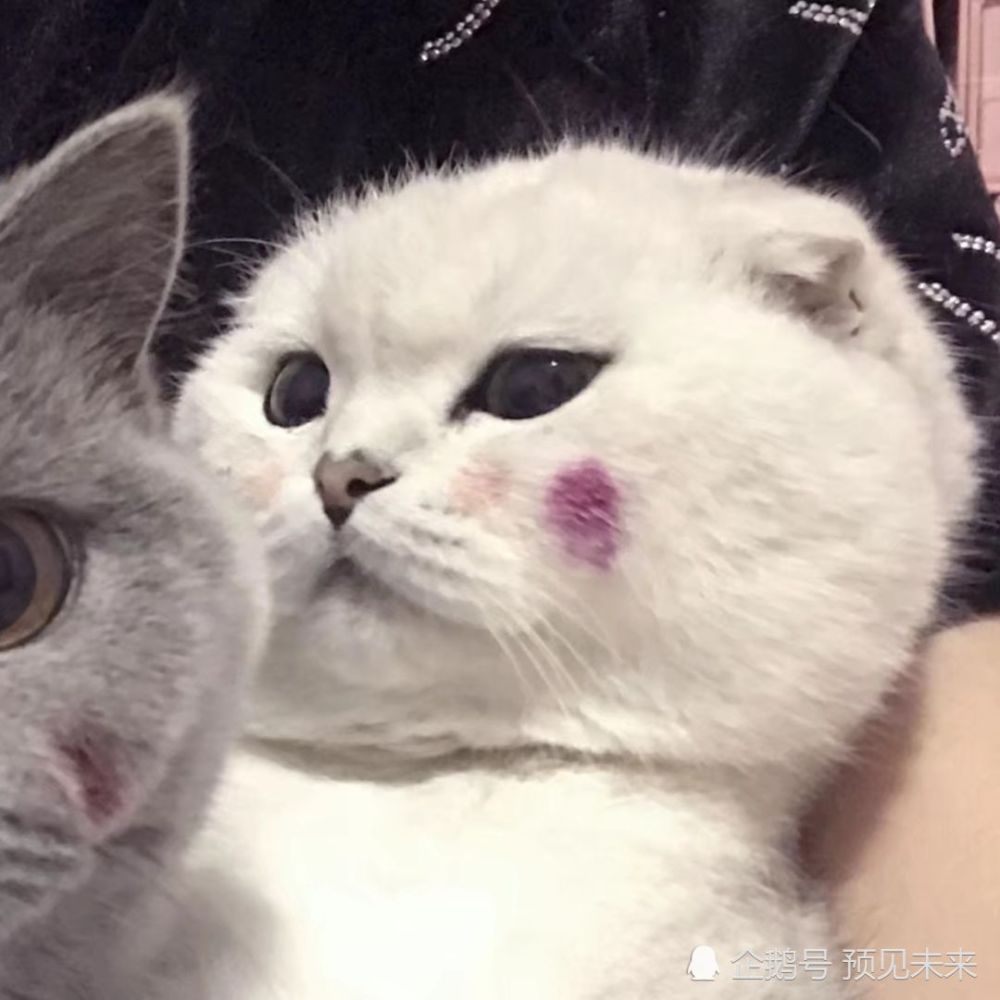 情侣头像:可爱·软萌猫咪情头,最后那是"大猪蹄子牌"皇冠吗