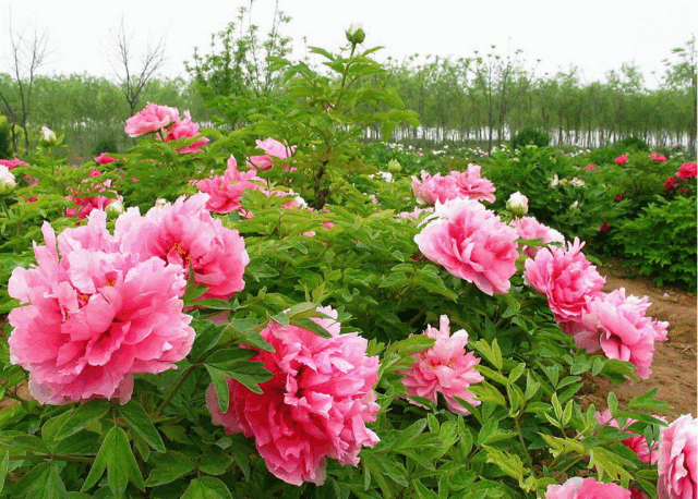 葛仙山旅游度假区:赏樱桃花,梨花,桃花,李花,茶花,牡丹花,油菜花