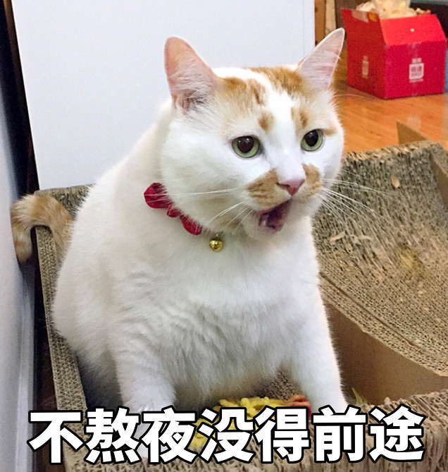 超萌·猫咪·熬夜表情包:头发是什么?我完全不知道