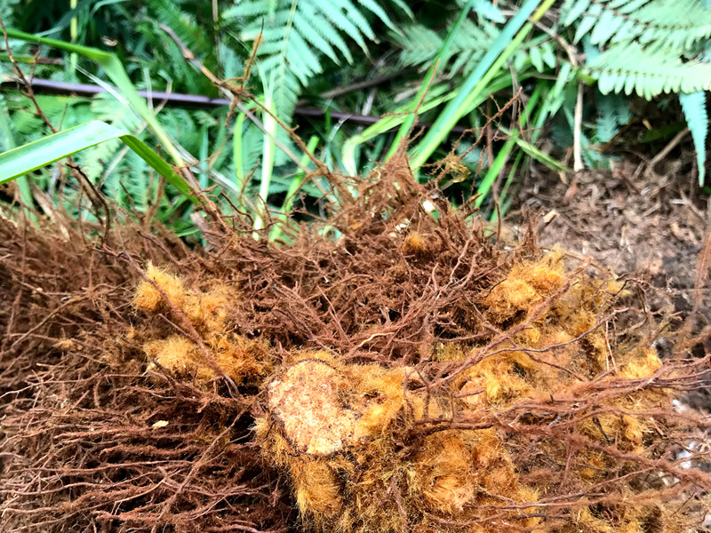 人称"金毛狗",国家二级保护植物,根部珍贵,不要当草拔掉