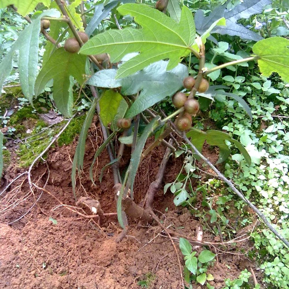 植物,广东,五指毛桃,煲汤,广东人