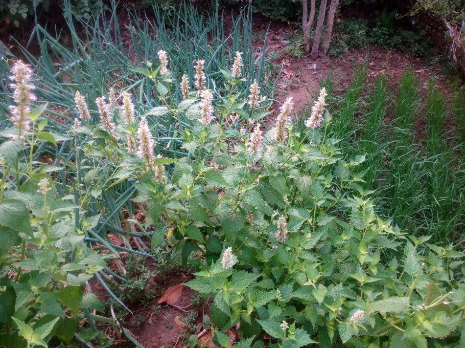 十步香草 腾讯网