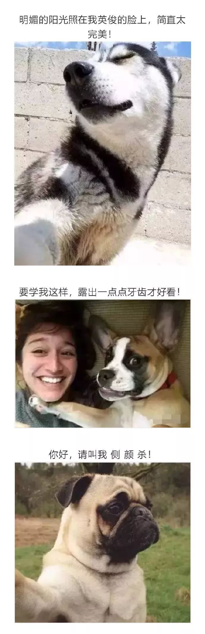 狗子的自拍照