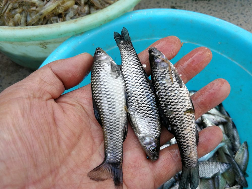 农村大集上几种稀罕野生小鱼,图六是小鱼中的极品,可遇不可求