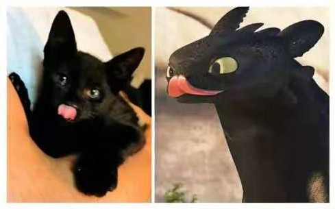 《驯龙高手》这是夜煞的本体?黑猫神同步,表情动作完美cos