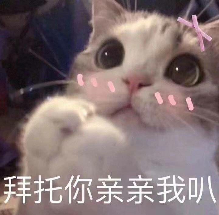 猫咪,亲亲我