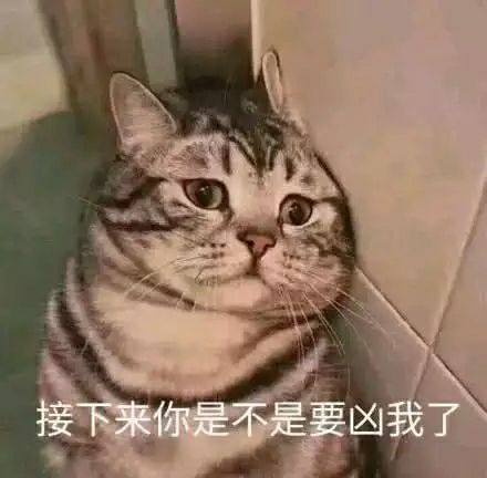 建国以后不能成精,盘点委屈的猫咪表情包,拿来哄男朋友扒!