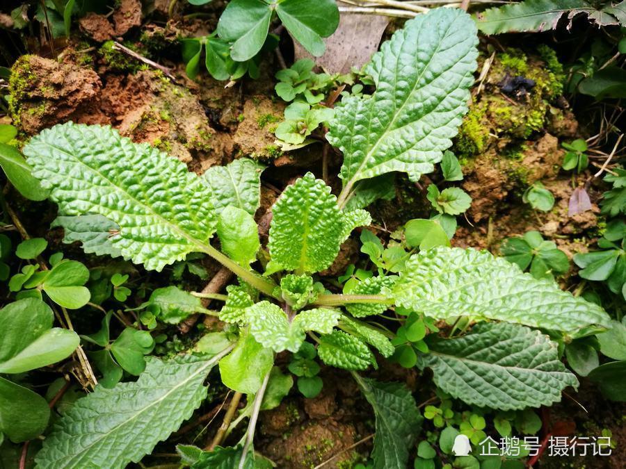 乡村一种生长的形似癞蛤蟆的草,人们称其"癞蛤蟆草",您认识吗