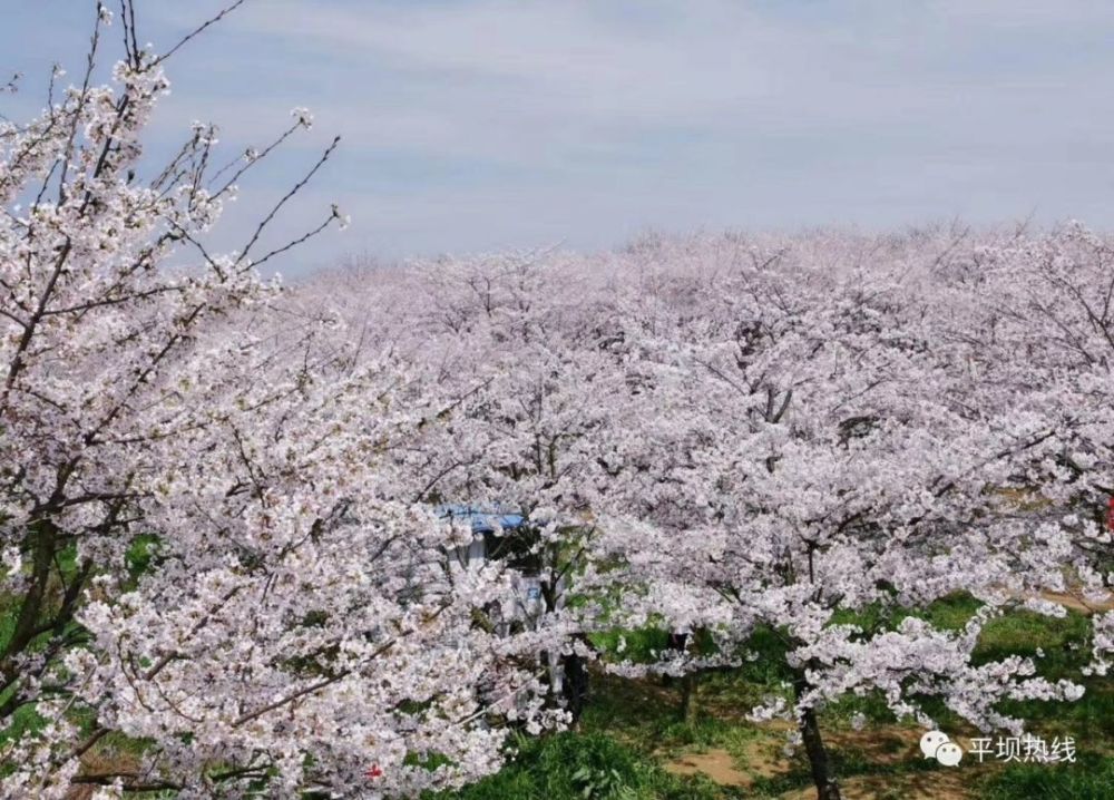 平坝农场樱花已全部盛开 静待游客到来