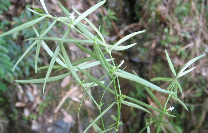 杂草,白花蛇舌草,草药,草本植物,咽喉炎