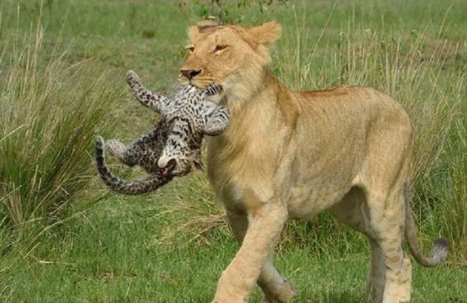 母狮为了豹崽猎母豹,不料小豹居然这样对待狮子,畜生就是畜生