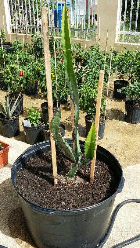 在家种的火龙果又大又甜,扦插好养活,开花结果1年时间