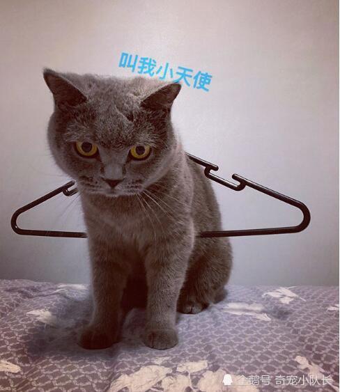 有时候英短蓝猫也很搞笑的,玩衣架就不知道怎么的钻进去了