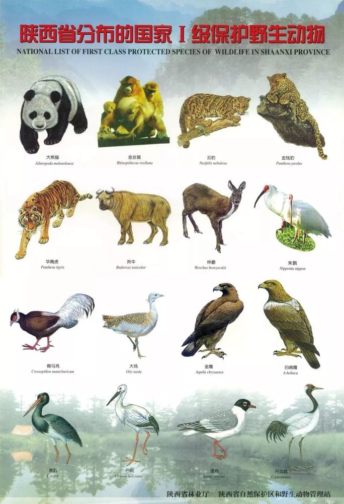 你知道陕西国家级重点保护野生动物有哪些吗?快来看看