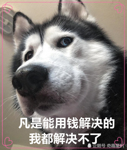抖音,熊猫,表情包,哭穷,哭穷表情包