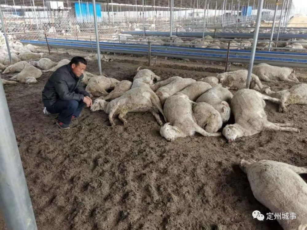 张振虎看着死去的几百只羊一愁莫展.