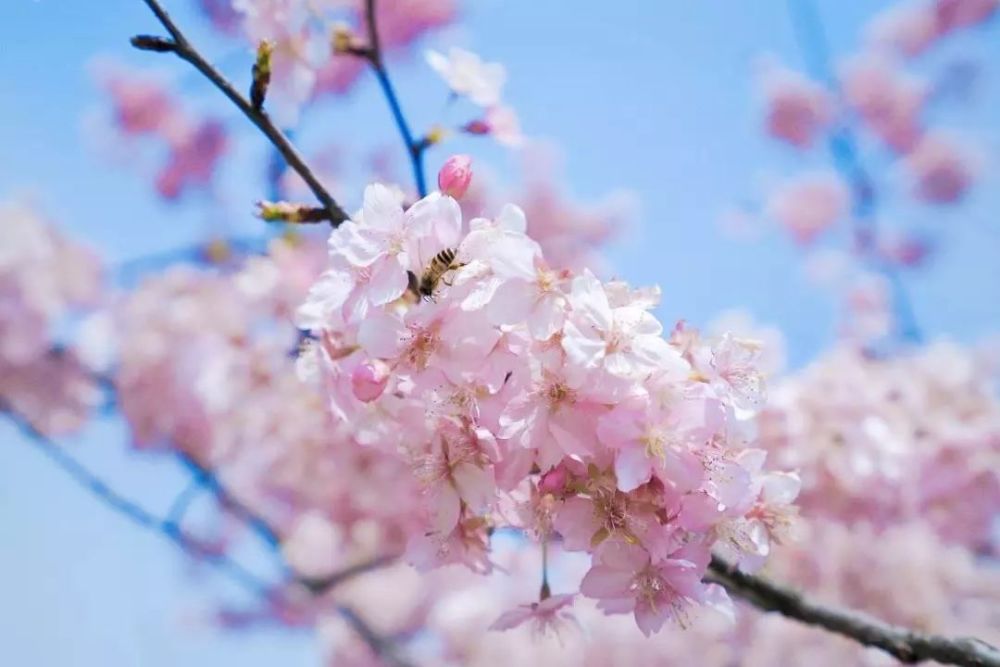 樱花,桃花,油菜花……你想赏的花这里都有!