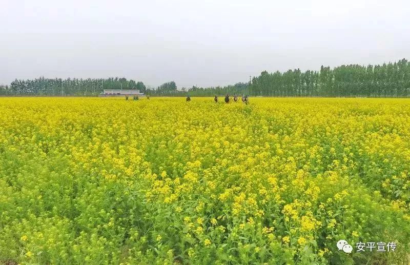 油菜花海即将上线,安平杨屯等你来!