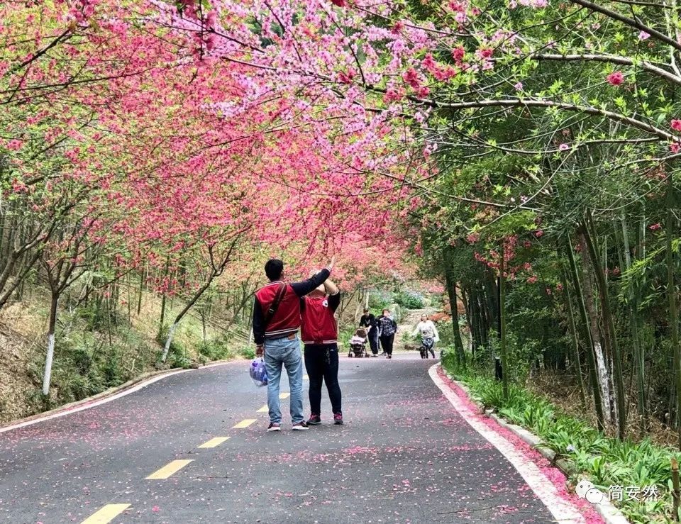 花乡,黄陂,红岗山,茶园,武汉