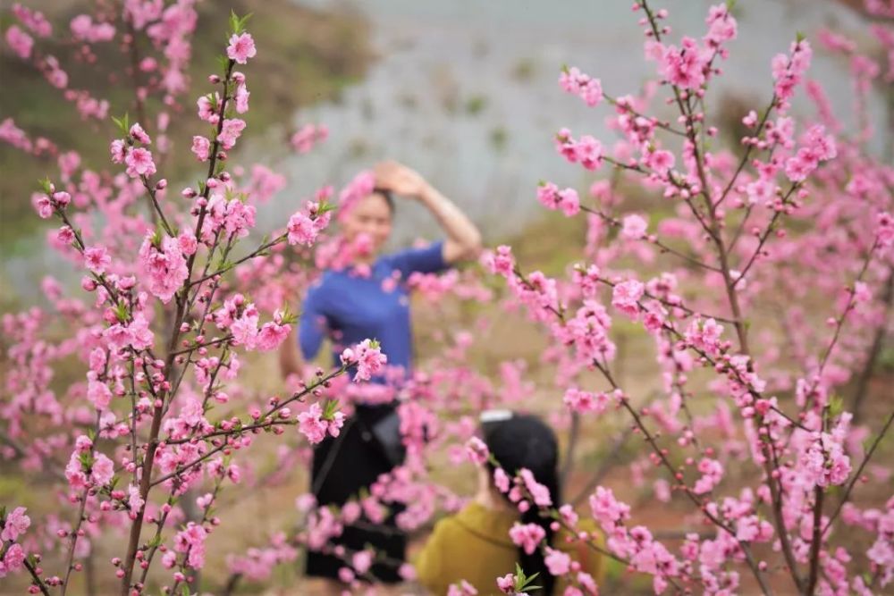 三月长村,邀你共赏2000亩十里桃花