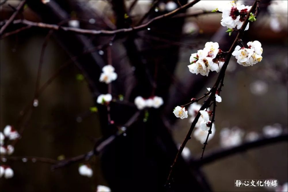 雨中桃园看杏花