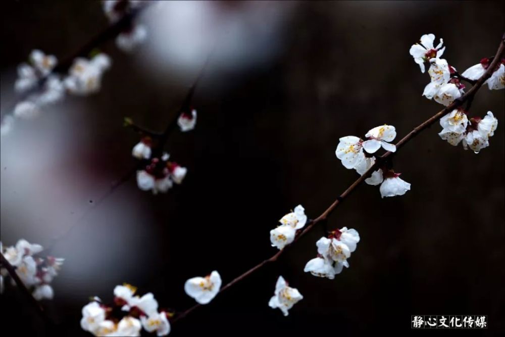 云色鲛绡拭泪颜,一帘春雨杏花寒.