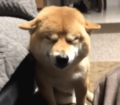 看这一脸销魂的小表情,是不是超级享受,一看就是幸福感满满的狗子呀!