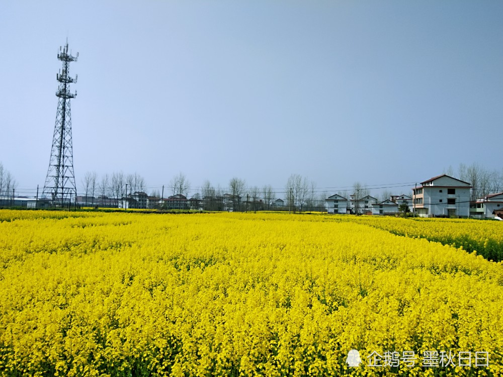 单骑逍遥追风去,百里骑行汉中采风油菜花第一站:铺镇