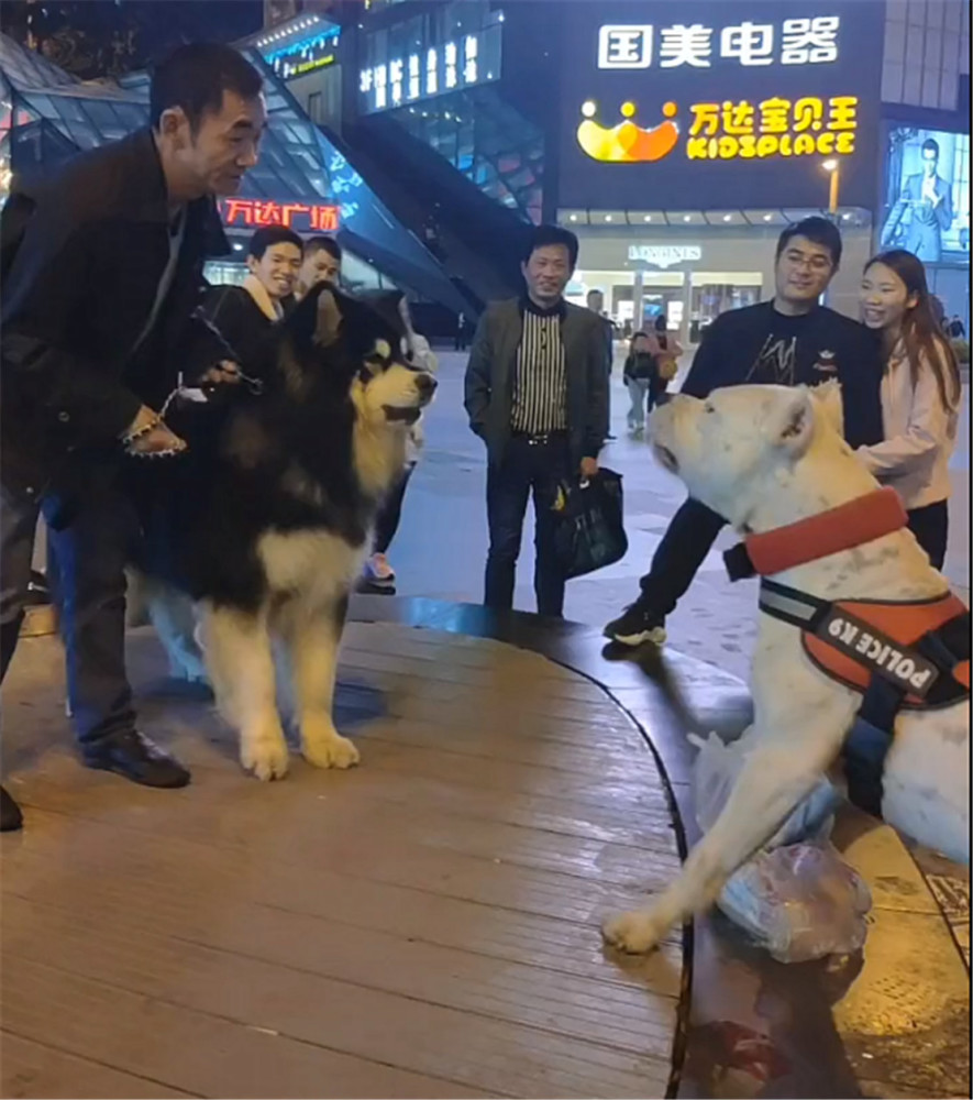 阿拉斯加遇到猛犬,被吓得凶主人,阿拉:我打不过它,快带我走