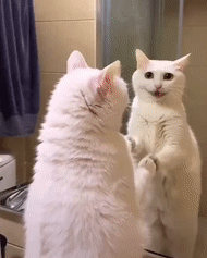 而且猫咪看到我进来了,还转头对着我叫,好像又在说:你什么时候养猫的?