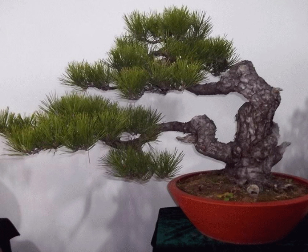 盆景 盆栽 植物 1000_818 gif 动态图 动图