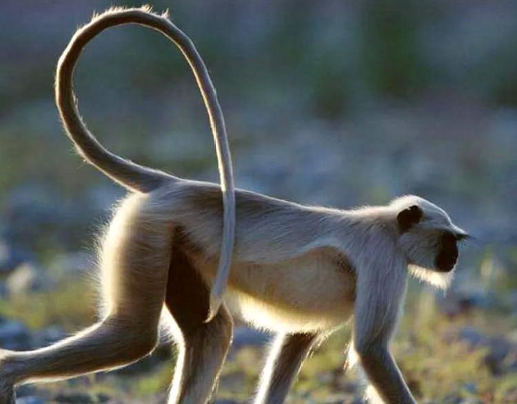 人类祖先曾经有尾巴,后来进化消失:猴子尾巴以后也会消失吗?