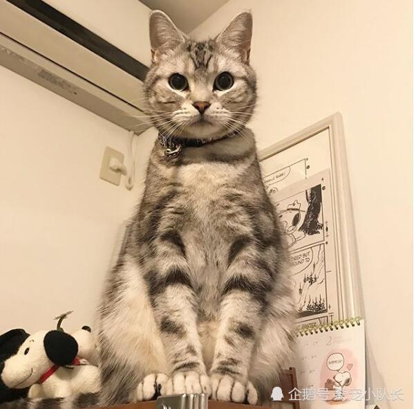 高冷的猫咪简直太帅了,更加重要的是颜值也高,就喜欢这样的猫咪