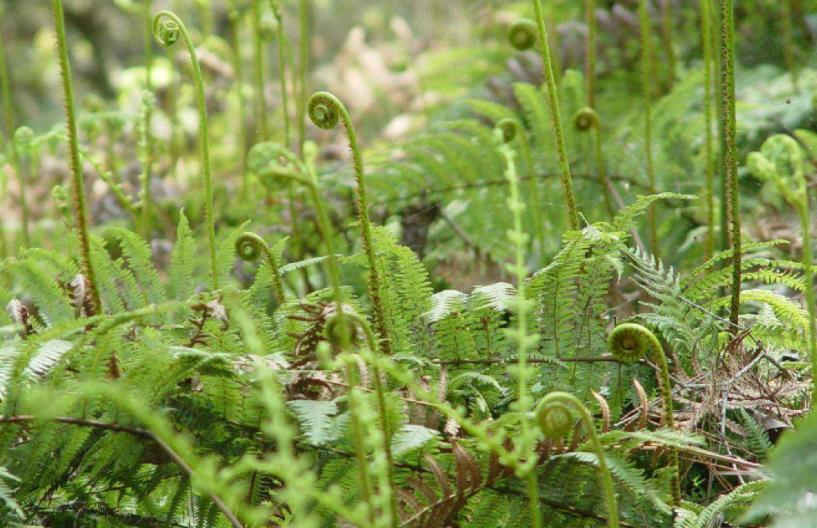 蕨菜,野菜,猫爪,龙头,蕨根粉