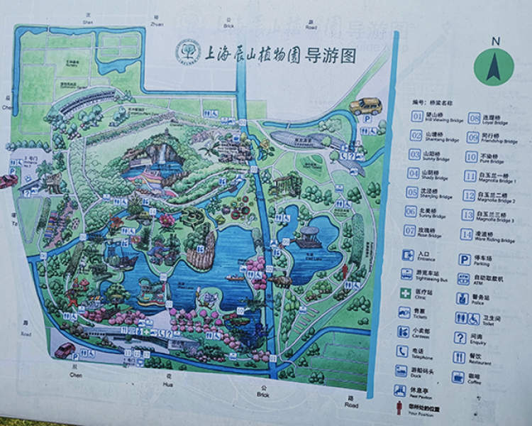 上海辰山植物园,樱花,樱花道,公园