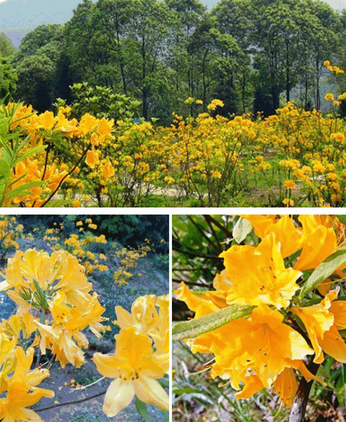 丹景山牡丹节即将开幕,着汉服,赏牡丹,体验穿越之旅,约吗?