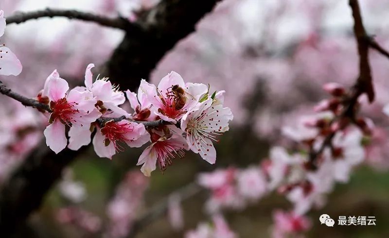 缙云桃花岭村:千年驿道 秀岭桃花