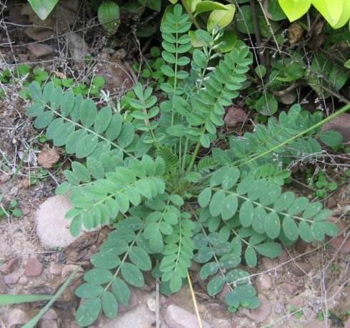 野草,地丁草,植物