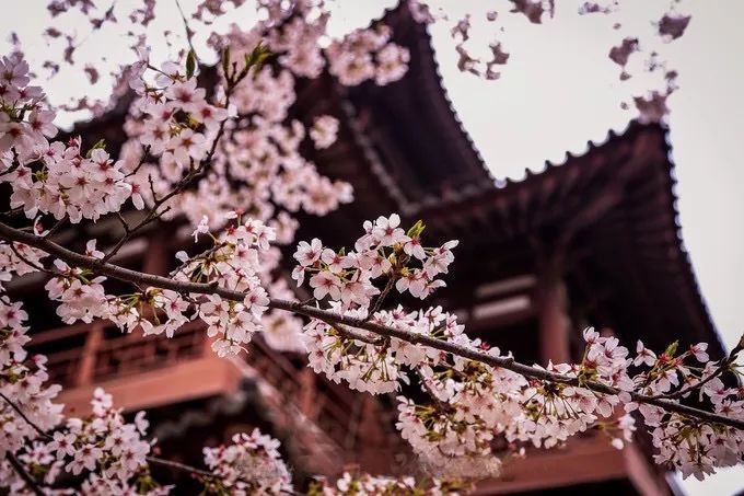 禅游赏花必备攻略！在寺院里遇见一整个春天