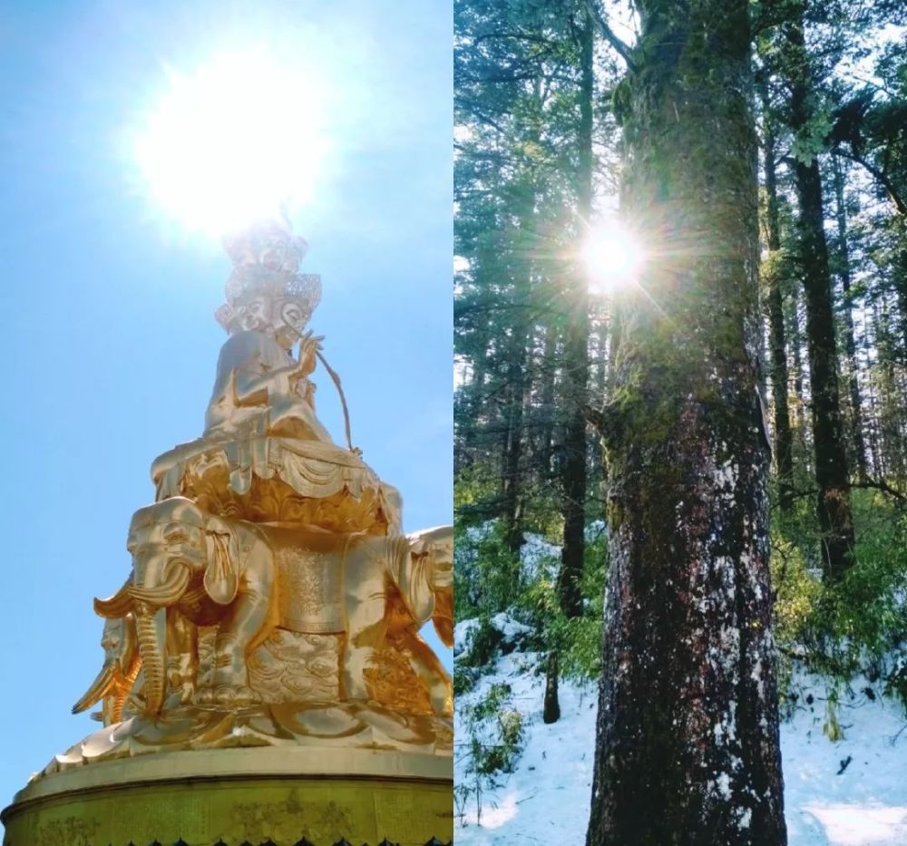 禅游赏花必备攻略！在寺院里遇见一整个春天