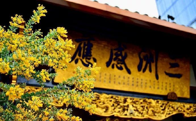 禅游赏花必备攻略！在寺院里遇见一整个春天