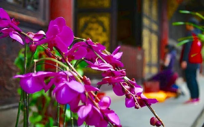 禅游赏花必备攻略！在寺院里遇见一整个春天