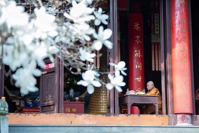 禅游赏花必备攻略！在寺院里遇见一整个春天